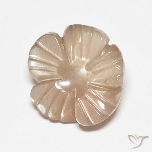 4.14ct Natural Castanho muito claro Pedra da Lua, Flor cortada, Translúcido