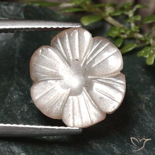 5.24ct Natural Castanho muito claro Pedra da Lua, Flor cortada, Translúcido