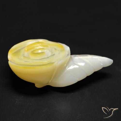 Madrepérola Luz amarela Natural 20.91ct, Flor cortada, Opaco