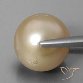 Pérola dourado natural 13,01ct, esfera / bola, opaco