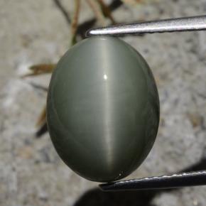 Quartzo Olho de Gato cinza esverdeado Natural 7.21ct, Corte Oval, Opaco