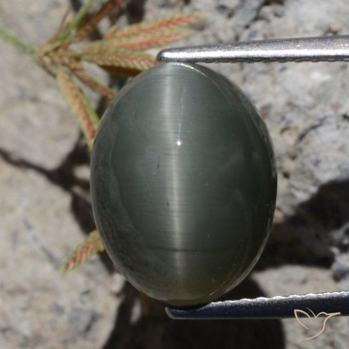6.97ct Natural Cinza escuro Quartzo Olho de Gato, oval, Opaco