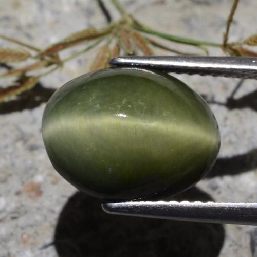Quartzo Olho de Gato Exército verde Natural 7.00ct, Corte Oval, Opaco