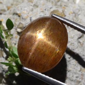 Pedra do Sol Estelar Marrom dourado Natural 7.04ct, Corte Oval, Opaco